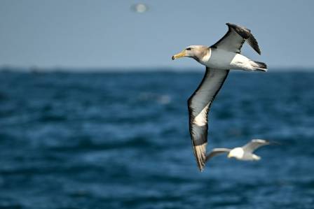 Albatrosses: Inspiring Legends & Myths