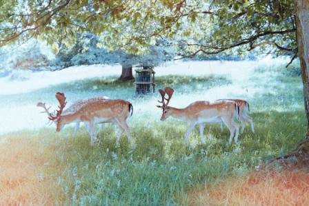 Leading Wildlife and Animal Artists