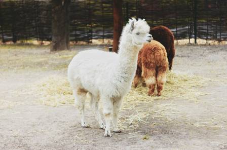 Facts You Might Not Know About Alpacas