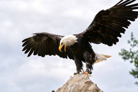 Bald Eagles in California