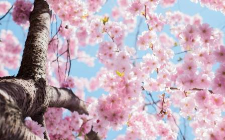 Explore the Cultural Significance and Beauty of Cherry Blossoms