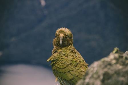 Vanishing Wings: A Look at the World's Rarest Birds