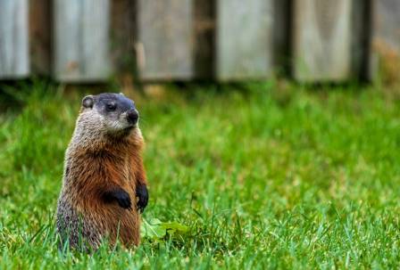 Where Does All The Soil From A Groundhog Burrow Go And How Much Can They Dig