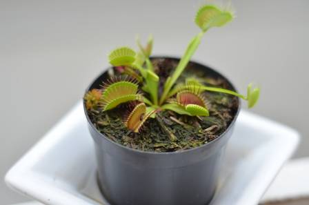 Everything you need to know about the Venus flytrap