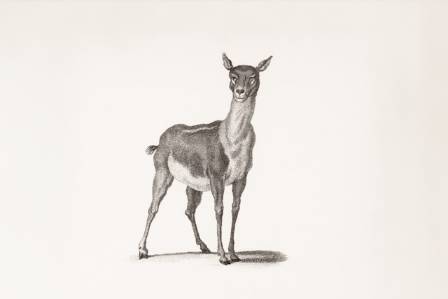 How to Draw a Deer