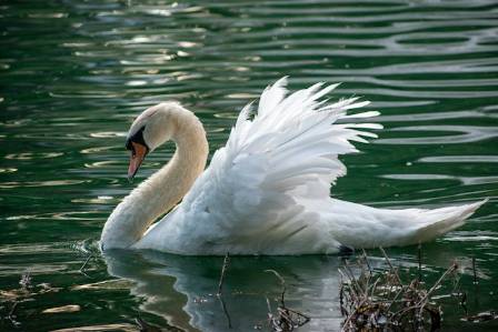 Everything you need to know about mute swans