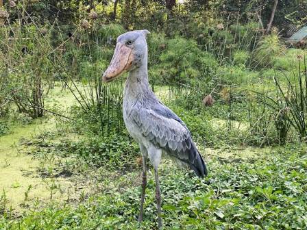 The Prehistoric Shoebill Bird and Its Incredible Secrets