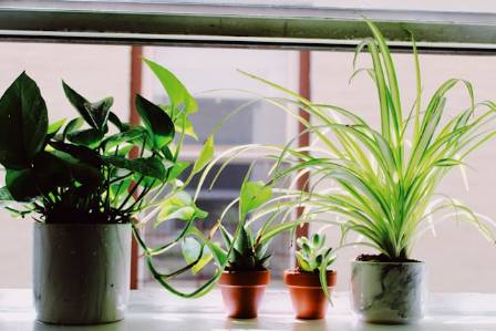 7 Essential Tips for a Thriving Indoor Windowsill Garden