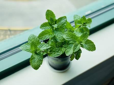 What Are Mint Plants?
