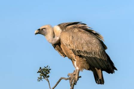 Essential Guide to the Black Vulture