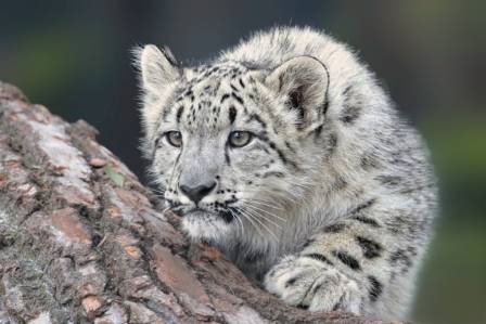 The Snow Leopard: Asia’s Elusive Mountain Ghost