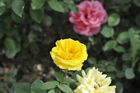 What is A China Rose Flower and its Gardening Allure?
