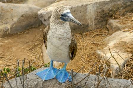 Why do blue-footed boobies have blue feet?