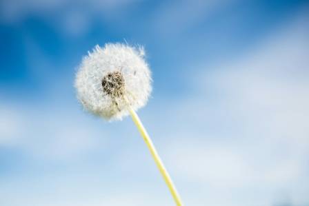 Things You Might Not Know About Dandelions