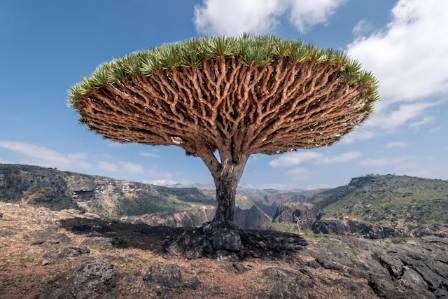 Blood Is Life — The Amazing Dragon’s Blood Tree