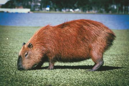 How to Draw a Capybara