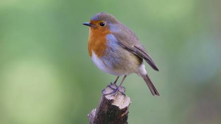 New Species of Bush Robins