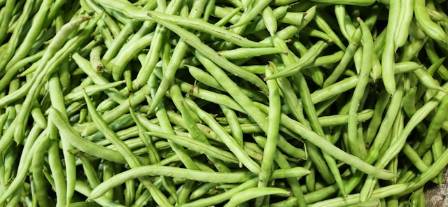 Grow Your Own Gourmet Green Beans