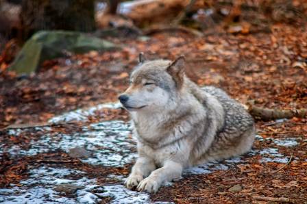 Gray Wolves: The Wild and Mysterious Leaders of the North