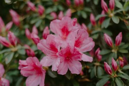 Mastering The Art Of Cultivating Beautiful Azaleas In Your Garden