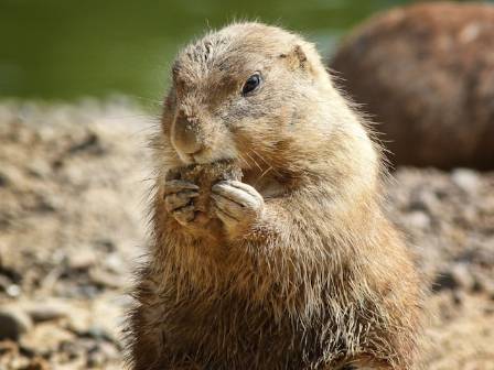 5 Things You Need to Know About the Mexican Prairie Dog