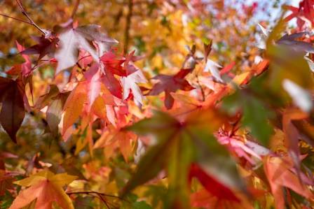 Maple Leaves Change Color in Fall: Timing, Causes, and Color Intensity