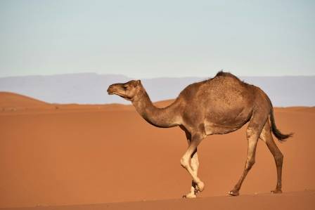 Dromedary Camel: The Desert Survivor With One Hump