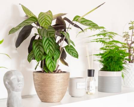 All you need to know about Calathea plants