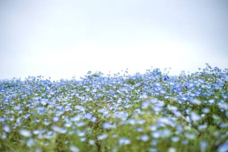 All About Flax