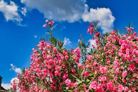 Oleander: a fascinating and hardy Mediterranean plant