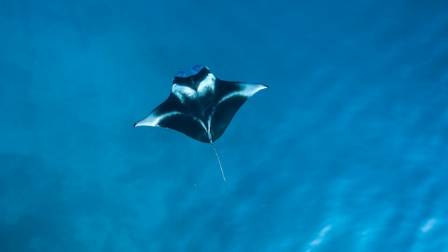 Meet the Ocean’s Mysterious Giant Manta Rays