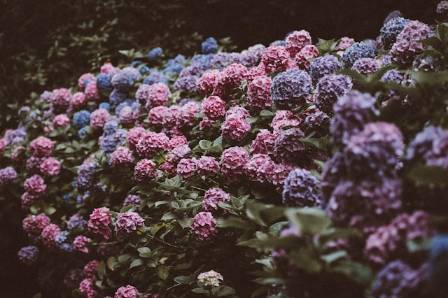 7 Destinations For Viewing Spectacular Wildflower Blooms
