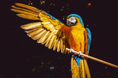 Everything you need to know about parrots