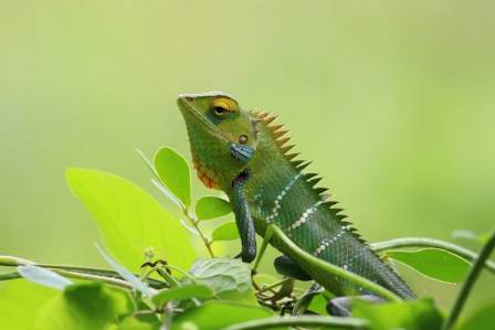 Top 10 Craziest Chameleon Facts