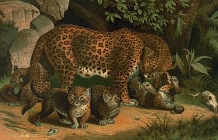 Our Top Selection of Animal Portrait Artists