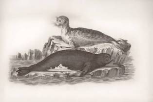 Realistic Watercolor Otter Guide