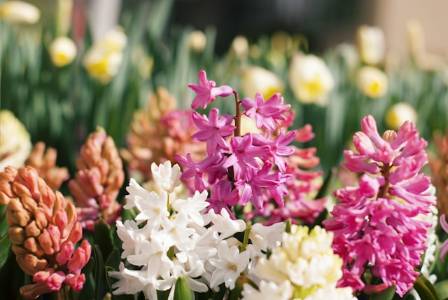 A Closer Look at Hyacinths