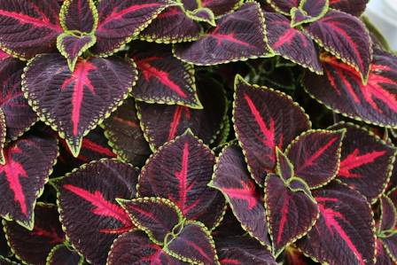 Coleus: A Color for Every Garden