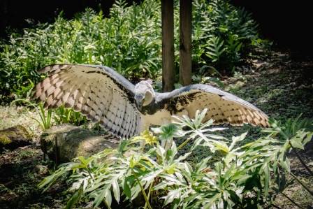 Know your Sloth Predators: The Great Harpy Eagle