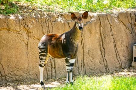 7 Diverse Creatures Inhabiting the Rainforest