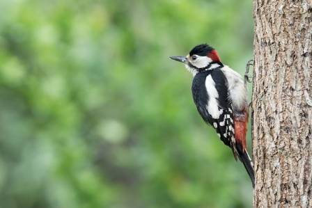 Woodpeckers: Storytellers of the Forest