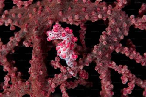 Exploring the Enigmatic: 10 Extraordinary Oceanic Creatures Revealed by Scuba Diving