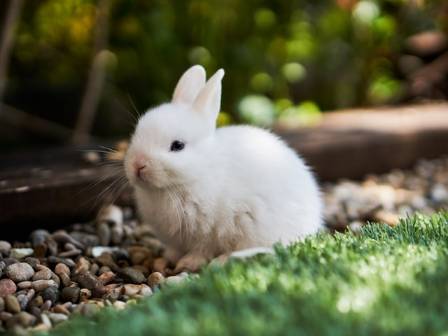 Facts You Might Not Know About Rabbits