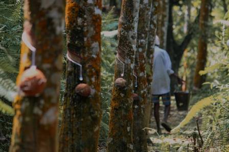 How to Grow and Care for a Rubber Tree Plant