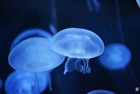 The Strange World of Jellyfish