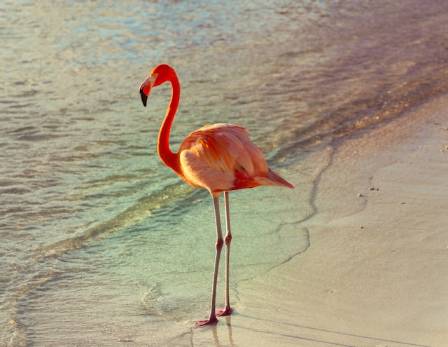 Flamingos are Tougher Than They Look