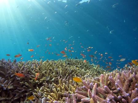 What’s so Special about the Underwater World?
