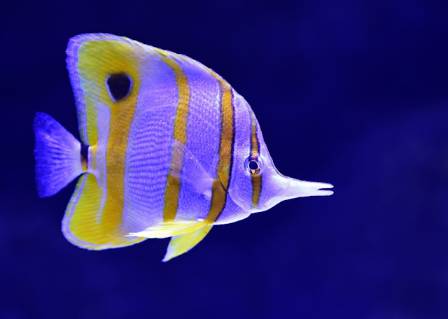 Nature’s Optical Illusion: The Copperband Butterflyfish