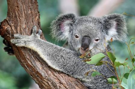 The Curious World of Koalas