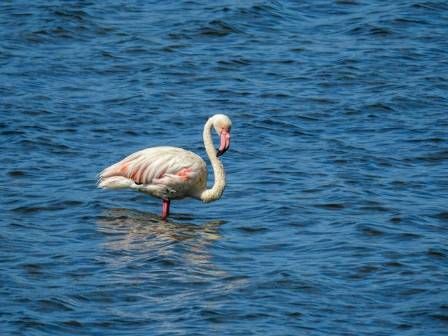 Greater: The World’s Oldest Flamingo